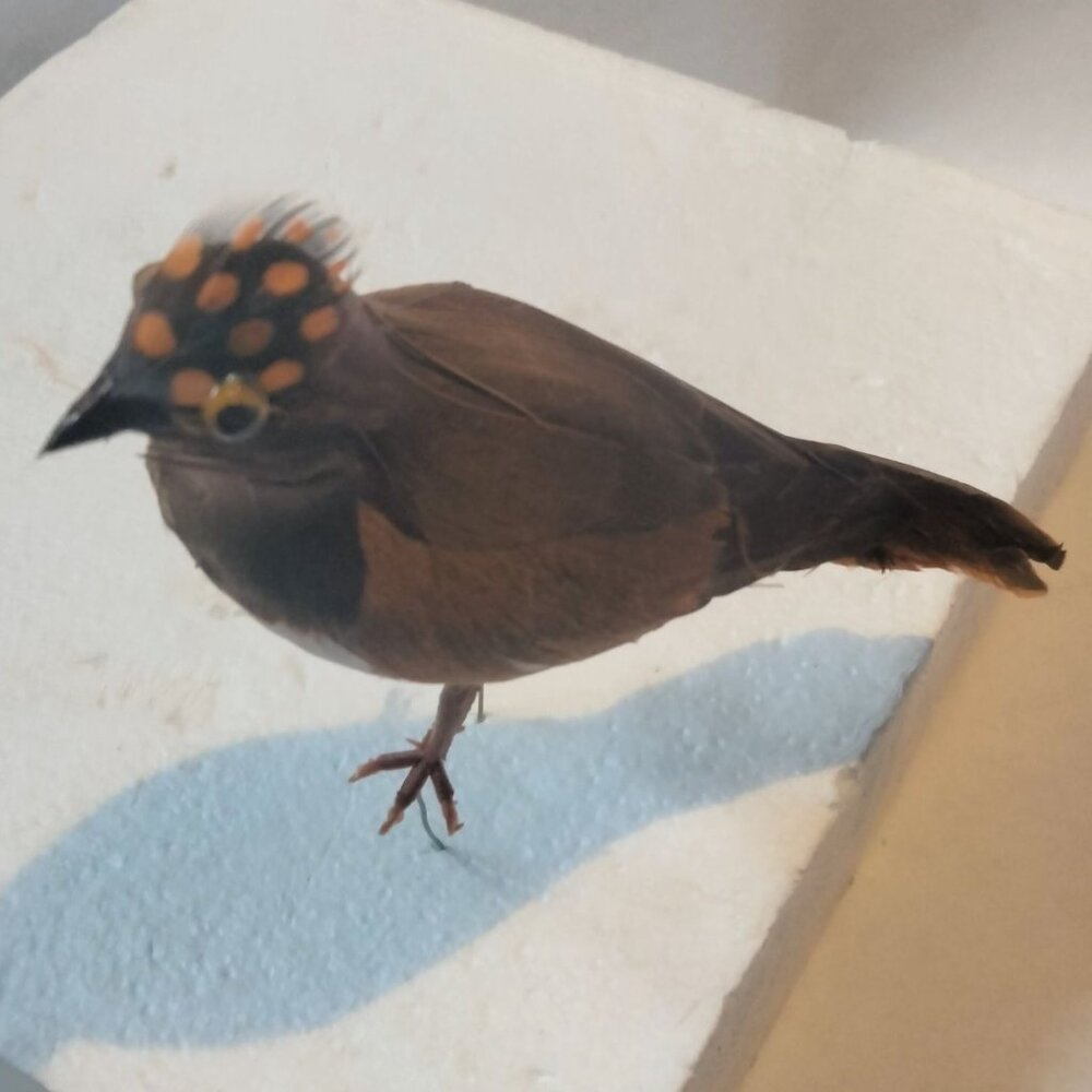 Decorative Tufted Birds Brown Orange Feathers Realistic Craft Display Lot 4 - Picture 4 of 14